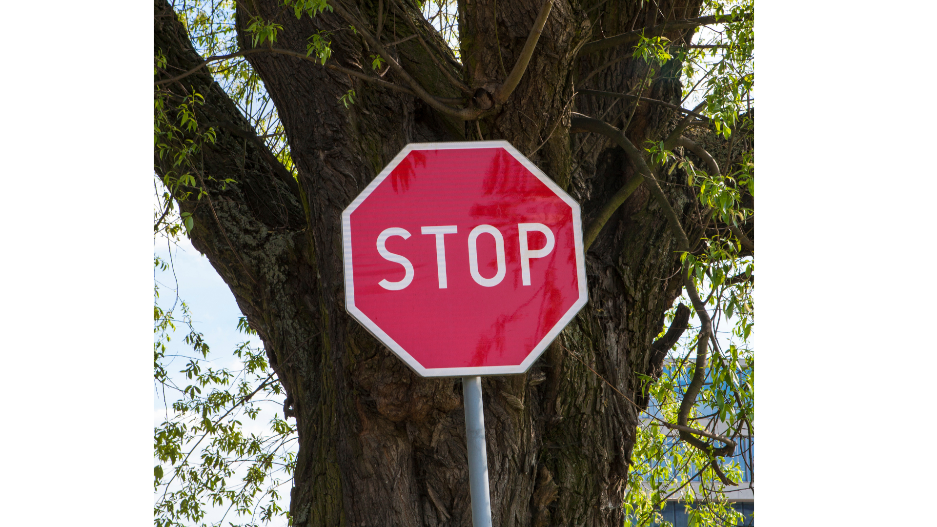 Stopzeichen vor einem Baum